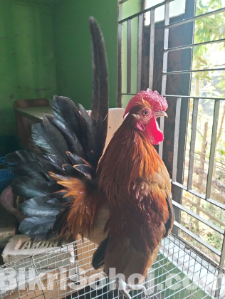 ফ্রেন্সি ইন্ডিয়ান